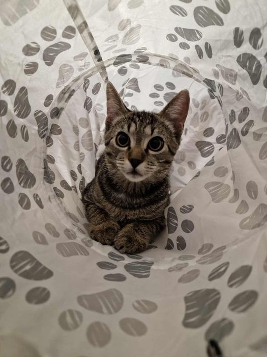 Ofer spre adoptie motan