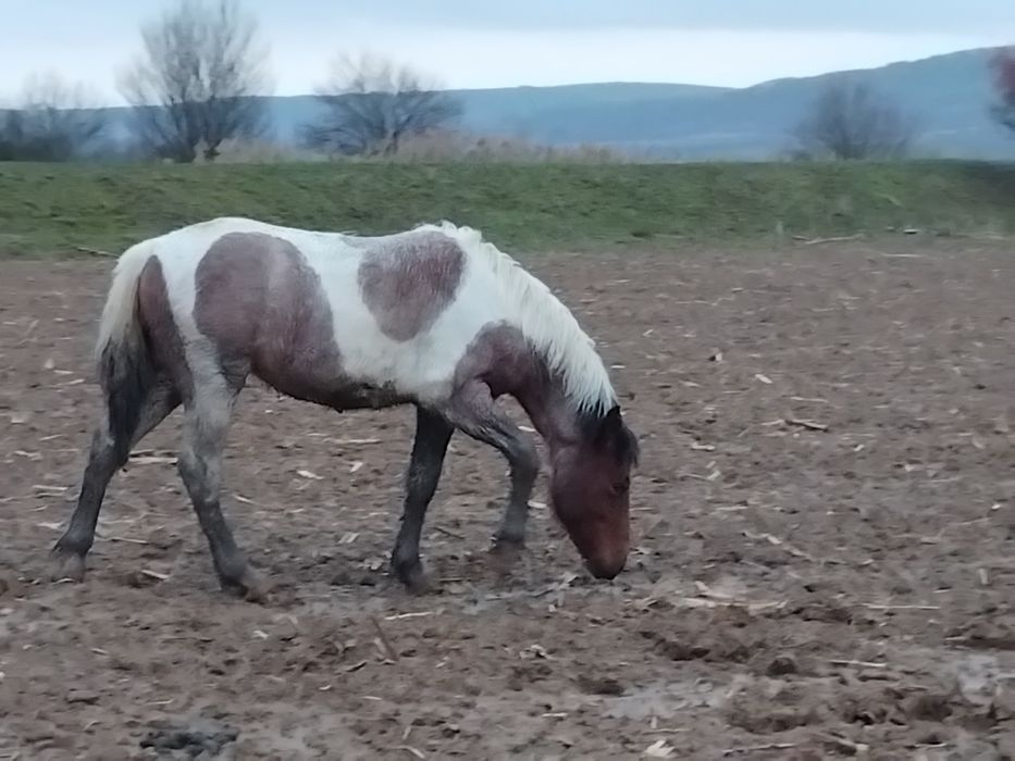 Продавам  женско конче