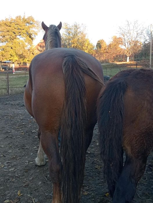 Iapa de 8 ani de vânzare