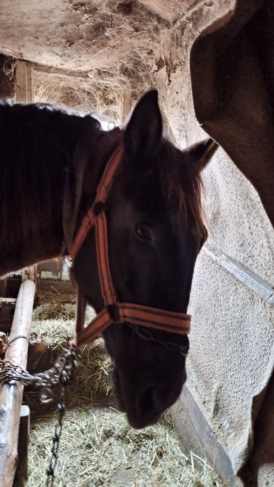 Vând iapa 3 ani si o luna