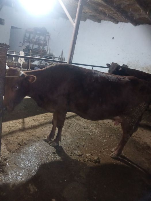 Ona bola sigir sotiladi