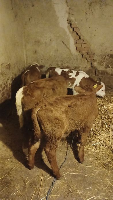 Vand 4 vitei angus si baltata