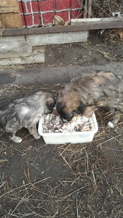 Отдам щеночков 4 мальчика и девочка