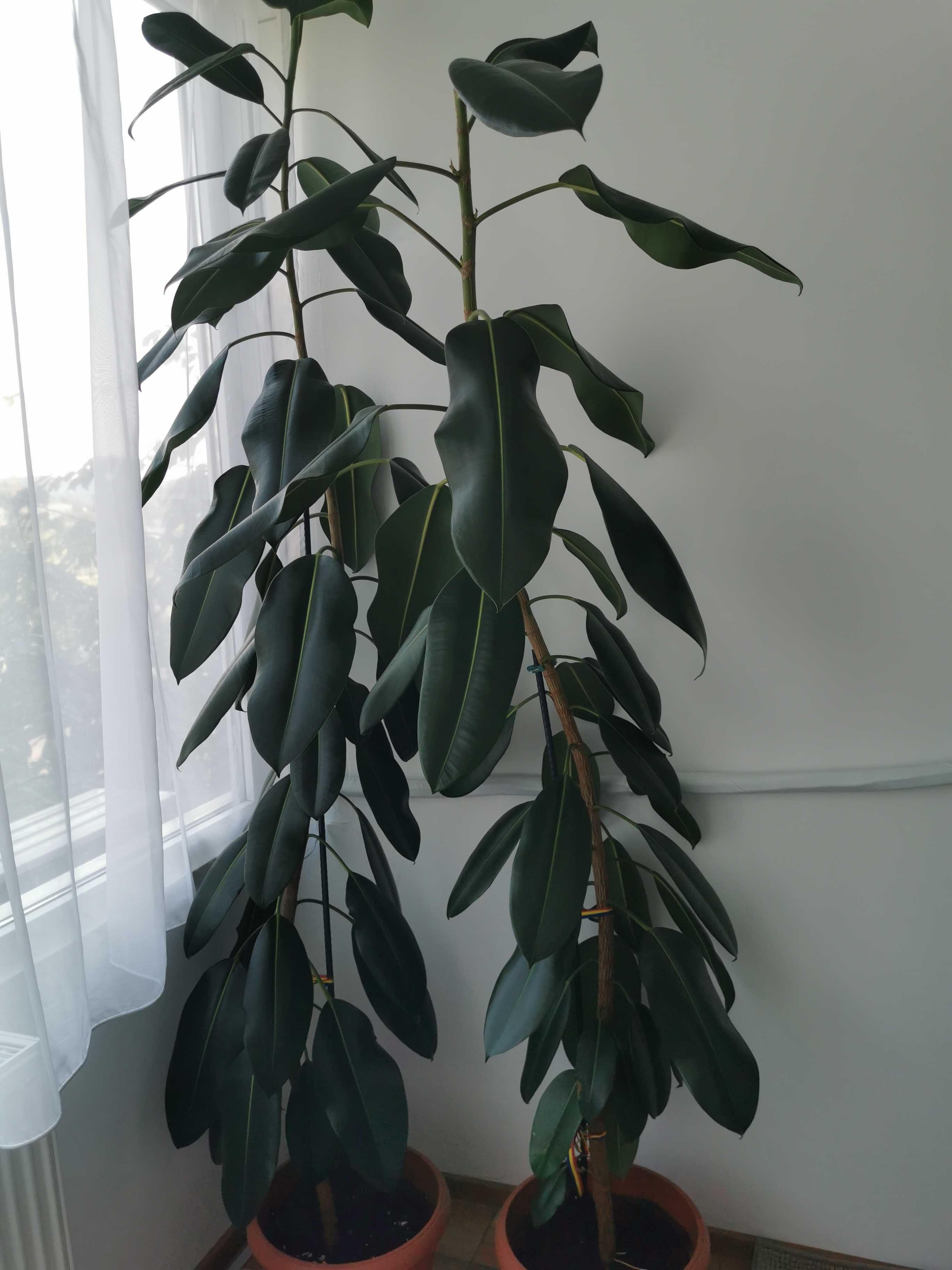 Plantă pentru apartament- Ficus