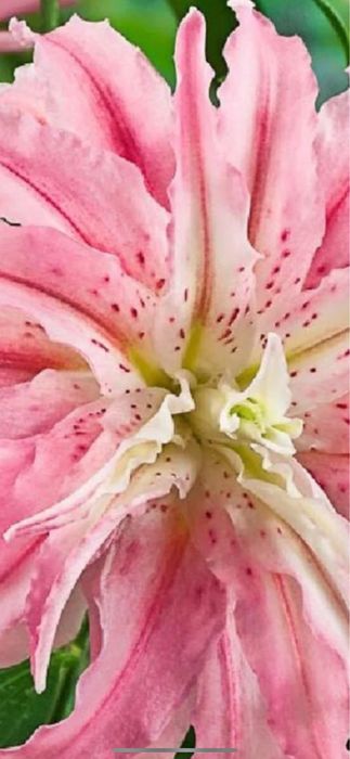 Bulbi de ftin 5 lei buc