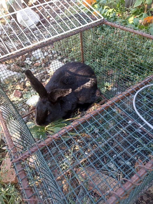 Vând Iepure de rasă