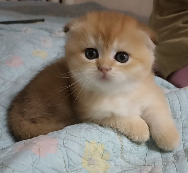 Британский короткошерстные