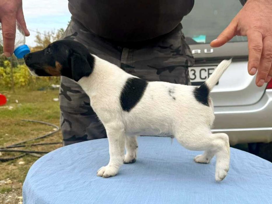Гладкокосмест Фокстериер
