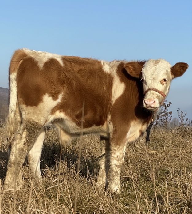 Vand  vitei , nu raspund la mesaje