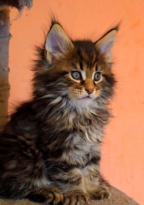 Уникални котенца мейн кун