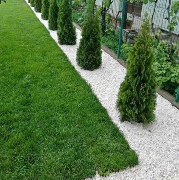 Amenajari curti si gradini plante ornamentale