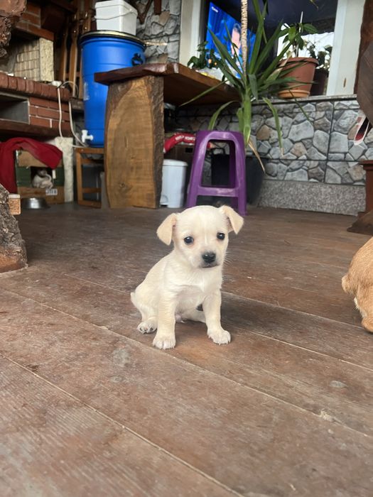 Бели пинчери на два месеца