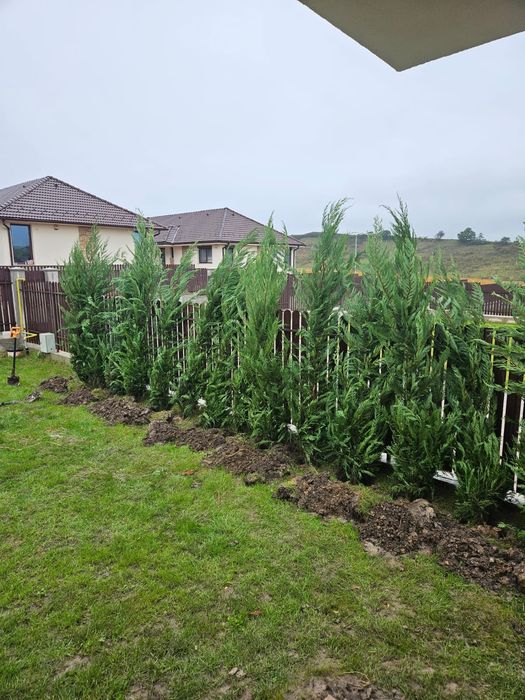 Plante ornamentale Tuia leylandii