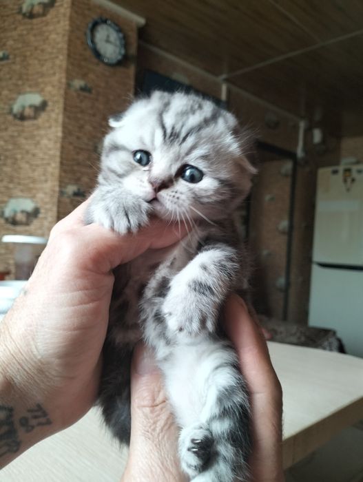 Продаются котята скоттиш фолд
