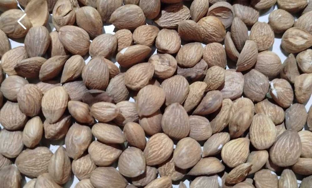 Български кайсиеви ядки