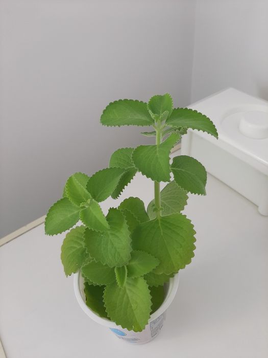 Комнатная мята (Плектрантус)