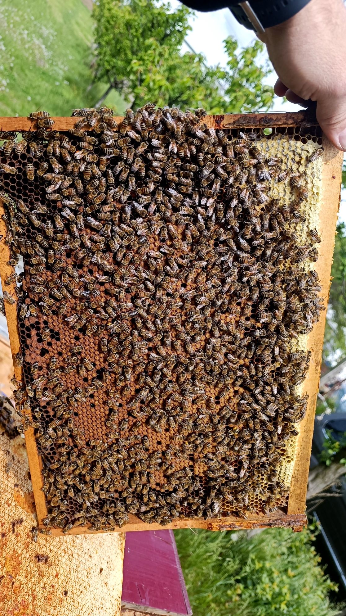 Vand familii albine pregătite de salcâm