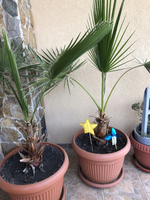 Vand palmieri washingtonia