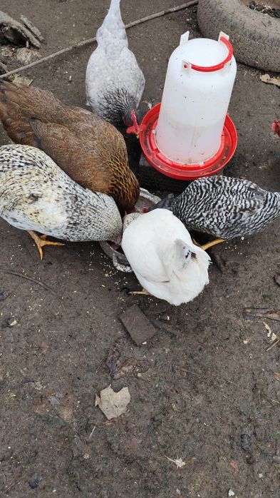 Продавам кокошки различни породи 18 броя, два петела и две пилета