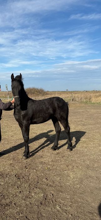 Mânz Frizian 7 luni