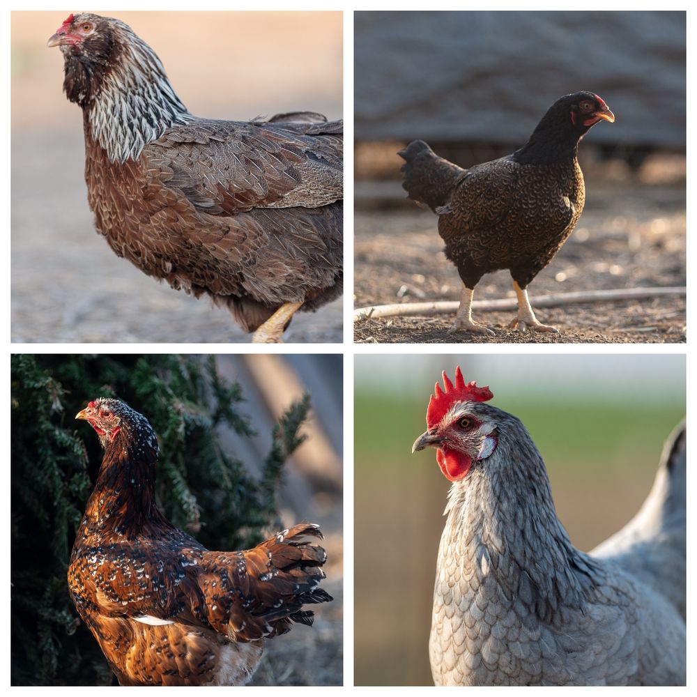 Oua incubat - araucana ameraucana oliver bresse marans orloff leghorn