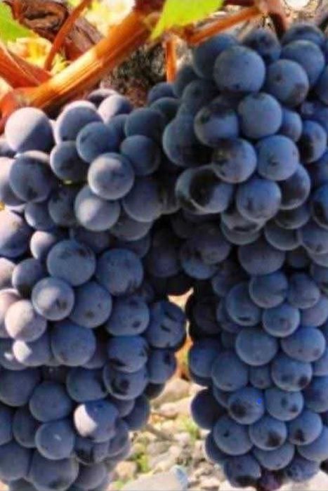 vand struguri de vin