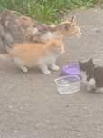 Кошечка с котятами