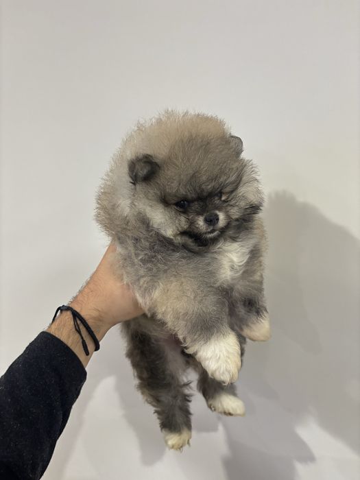 Померан момче и момиче