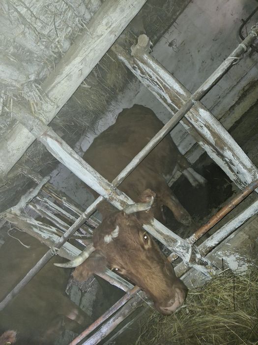 Продам коровы 2 головы