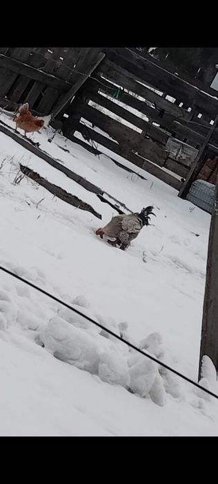 Обнимаю или продам