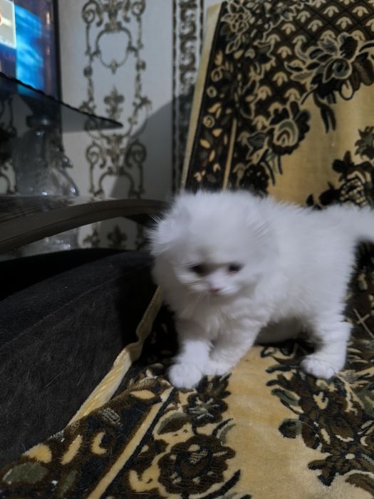 Готовятся приобрести новую семью очаровательные котята Скотиш Фолд