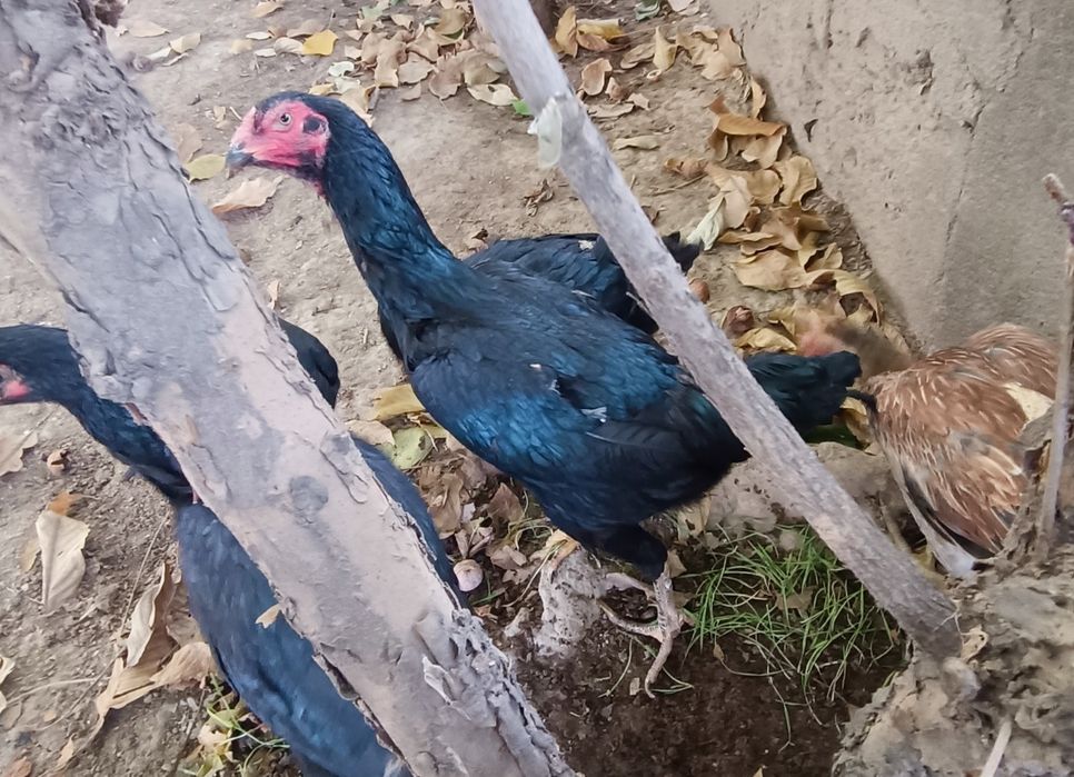 Кулянги Товуклар