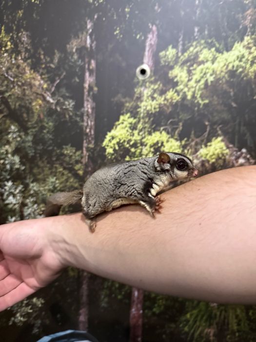 Захарна торбеста летяща катерица