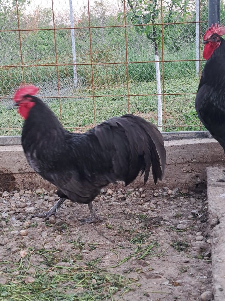 Vând ouă pt incubat