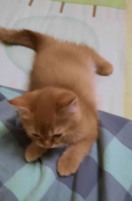 Продам кошка Скотиш фолд Британский