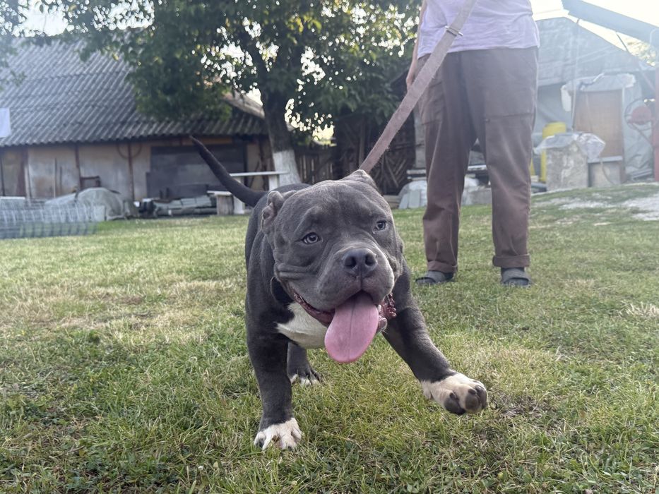 American bully pocket