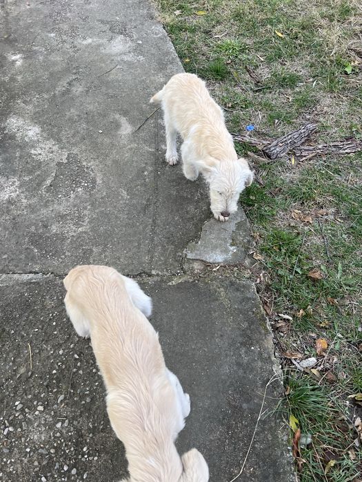 Ofer spre adoptie 4 căței. Sunt jucausi si nu sunt pretentiosi