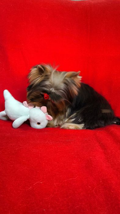 Клубные щенки Йорка!