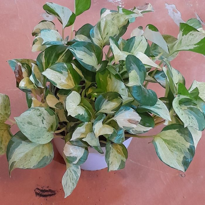 Эпипрениум крупный