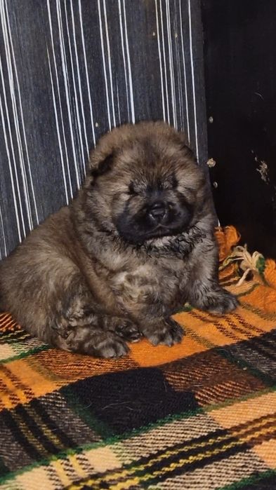 Елитно червено момченце ЧАУ ЧАУ с международно родословие