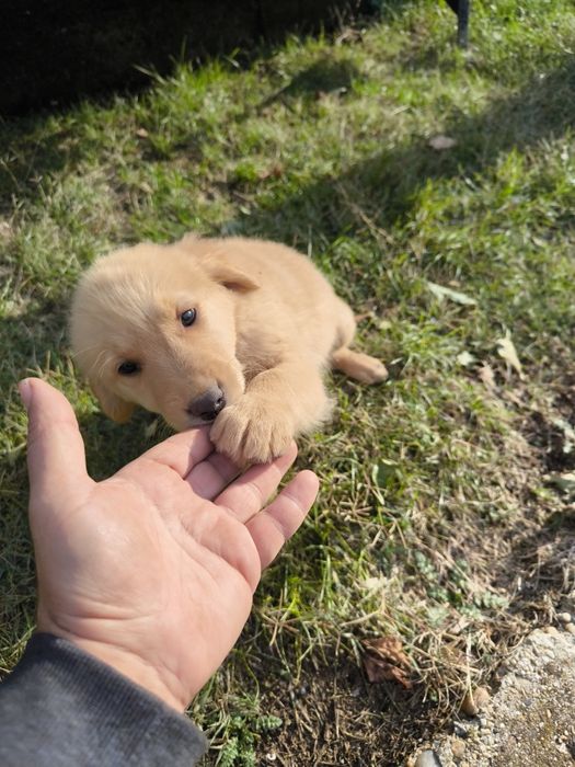 Лабрадор Редривър