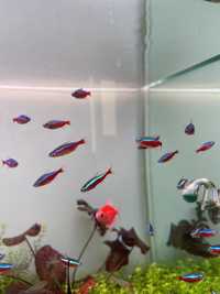 Аквариумная рыбка-Неон красный [ Paracheirodon axelrodi]