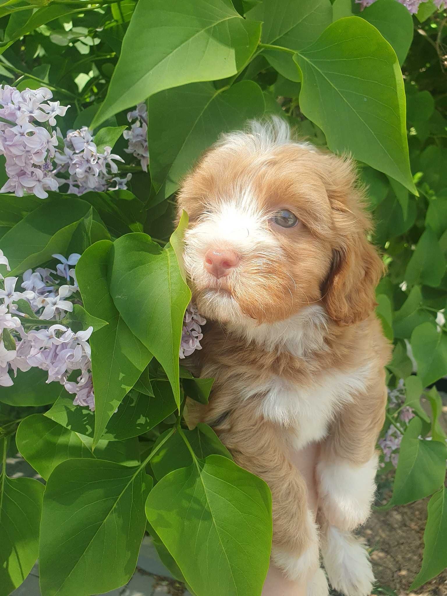 Bichon havanese cu pedigree canisa autorizata FCI si ACHR