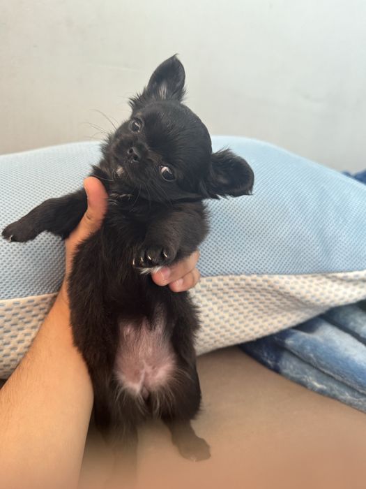 Чихуахуа Момиченце