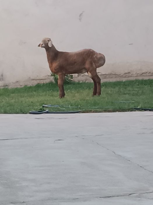 Quzi qôchqor sotiladi