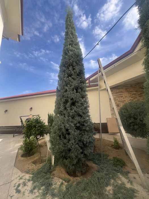 Archa kesish gazon orish gazon ekish fantanchik qilish gullar ekish