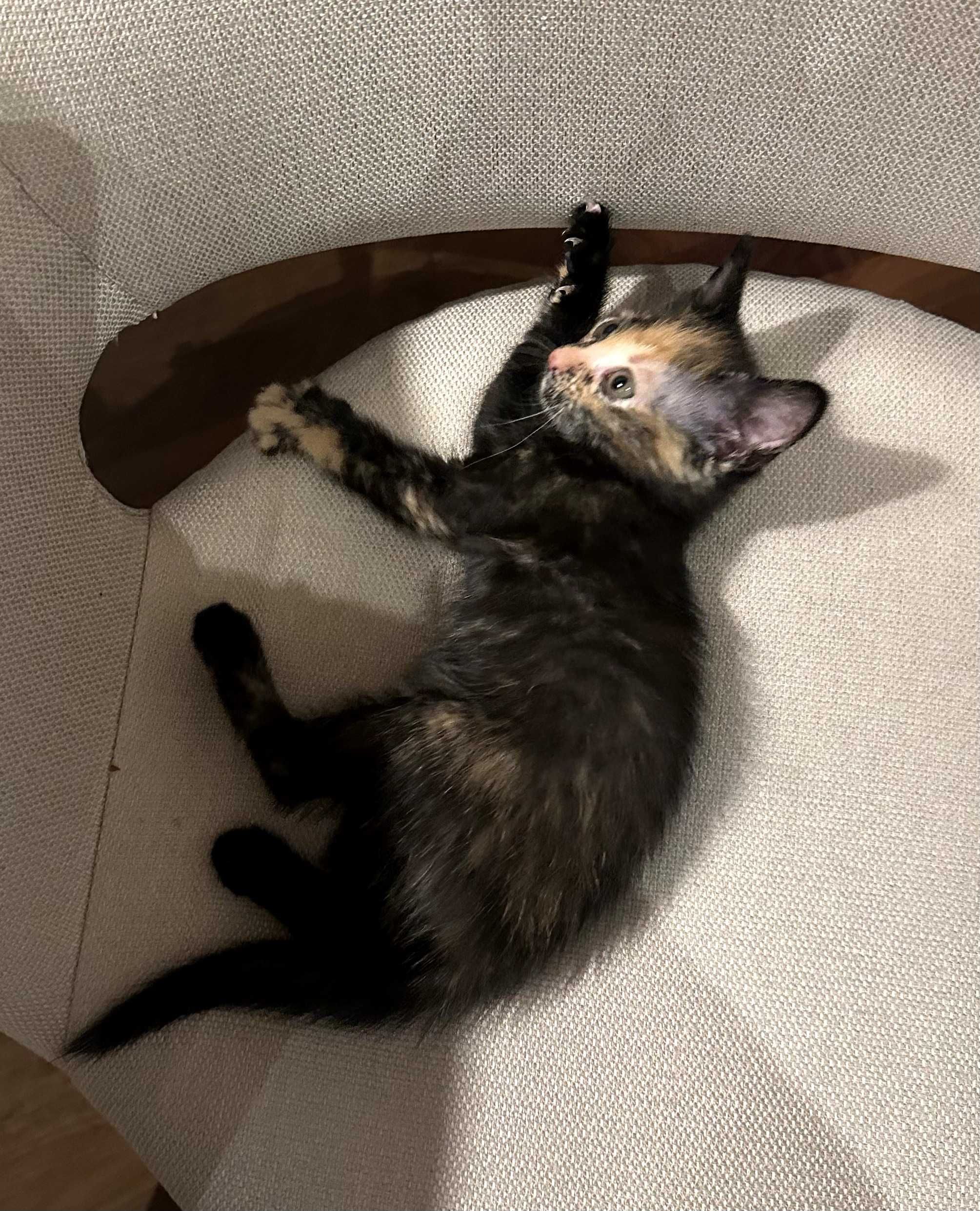 Adoptie Pisică Jucăușă Calico (Voluntari + București)