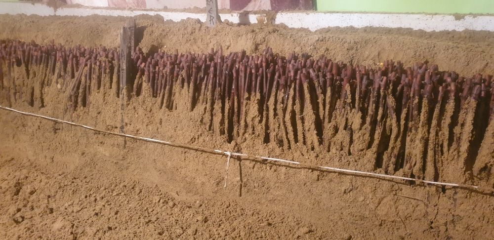 :butasi vita de vie direct de la producător