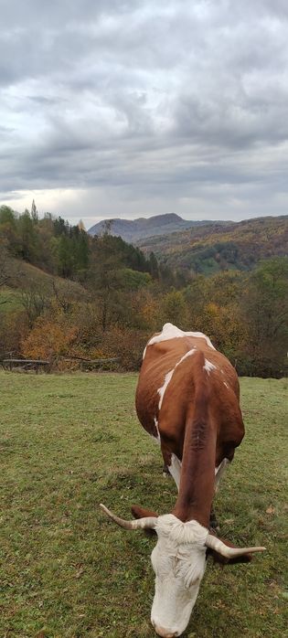 Doua vaci de vanzare