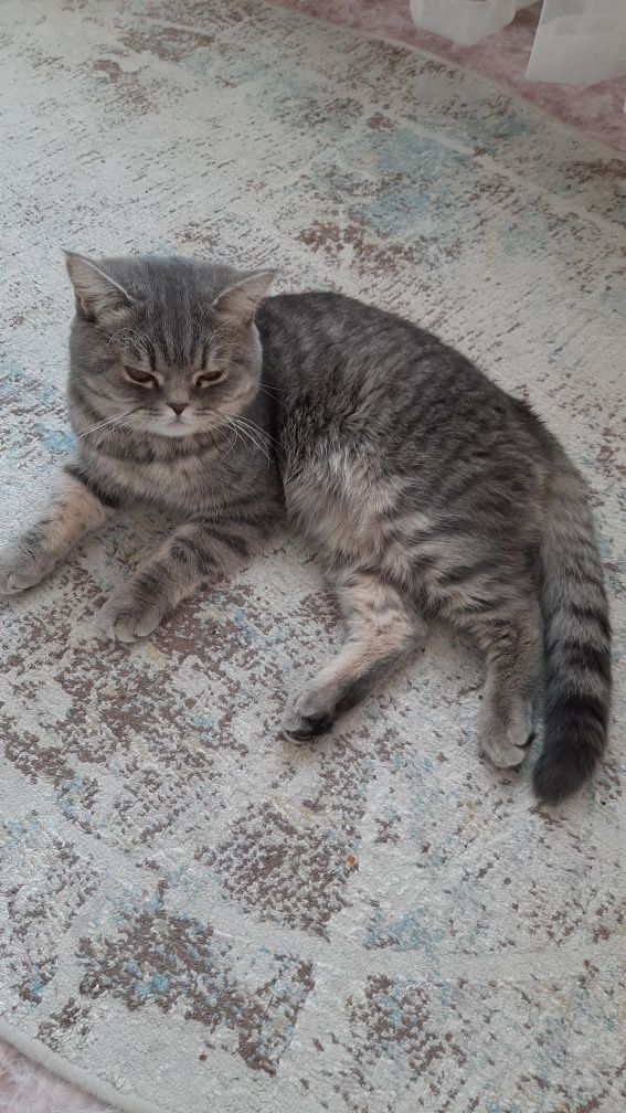 Кот британец на вязку